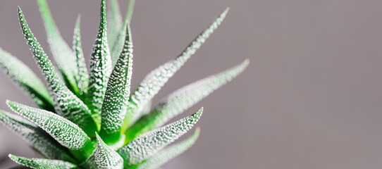 Evergreen succulent haworthia close up on monochrome background. Natural environment background...