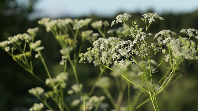 Blooming yarrow. Umbrella plants are seeds. The plant sways in the wind.