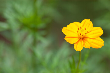 An Indian yellow flower bloom