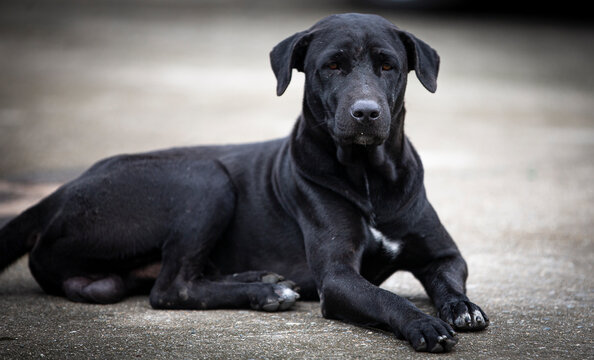 portrait of black dog sitting