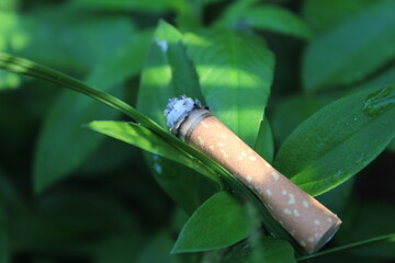 An improperly discarded cigarette butt thrown in to the grass instead of being thrown in to the garbage.