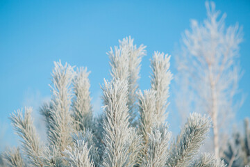 frozen pine branch close-up. frost on plants. winter landscape: snow in nature. Needles in frost. Christmas tree