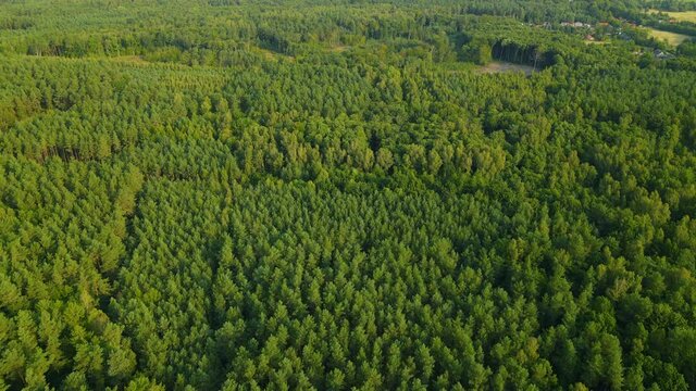 Top View Texture Of Shaggy Green Lush Pine Tree Forest Landscape At The Woods Near Sasino Village, District Of Gmina Choczewo In Poland. - Aerial Drone Shot