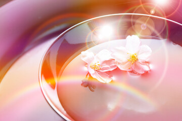 盃に浮かぶ梅の花