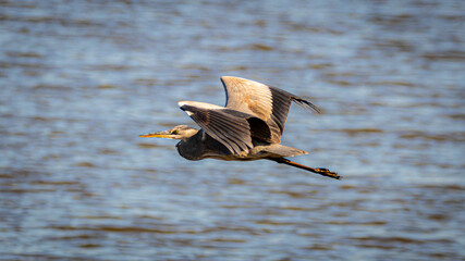 blue heron in flight