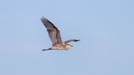 blue heron in flight