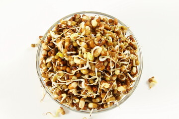 fresh Sprouted moth beans or math  beans in white background,top view
