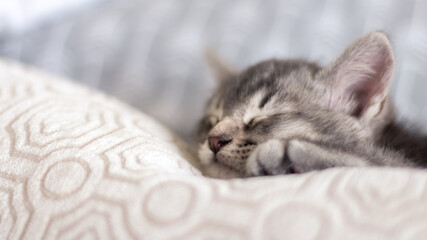 Retrato de un pequeño y adorable gato cachorro durmiendo confortablemente entre almohadones en una blanca e iluminada habitación. 