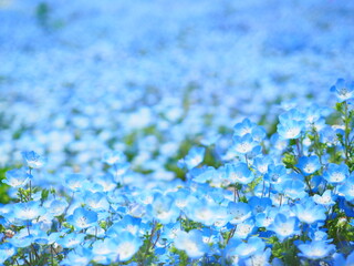 【大阪】青が広がるネモフィラの世界／舞洲