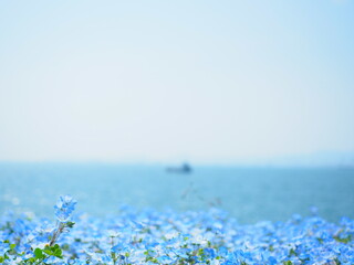 【大阪】青が広がるネモフィラの世界／舞洲