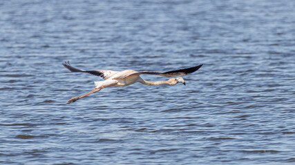 flamingos in flight