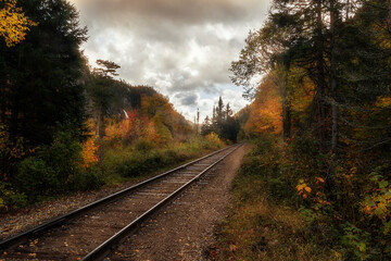 Fototapeta premium Tracks through the Woods