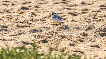 bird on the beach