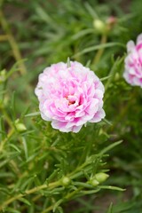 Portulace grandiflora flower in nature garden