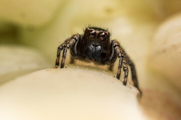 cute jumping spider on a leaf