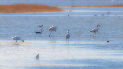 spoonbill