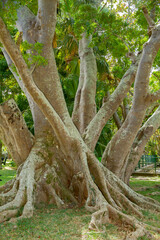 tree trunk in public park