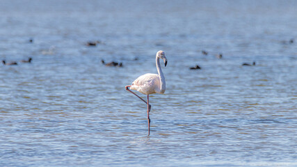 flamingo in the water