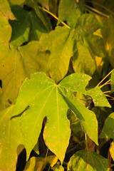 秋の彩り紅葉するカエデ