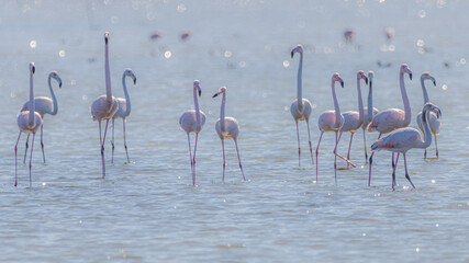 Obraz premium pink flamingo in water