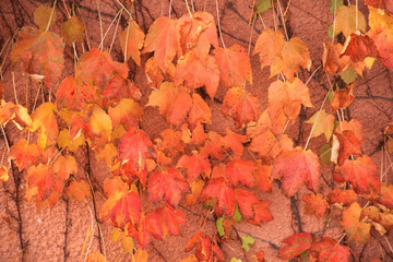 建物の壁にからまる紅葉した夏ツタの葉