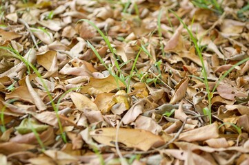 dry leaves on the ground