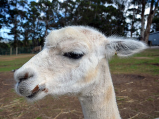 Obraz premium Head portrait of cute white alpaca up close