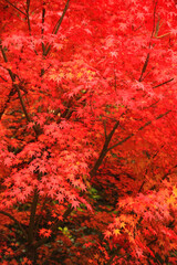 秋の彩り紅葉するモミジの葉