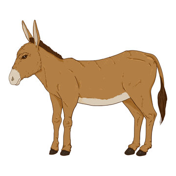 Vector Cartoon Brown Donkey.