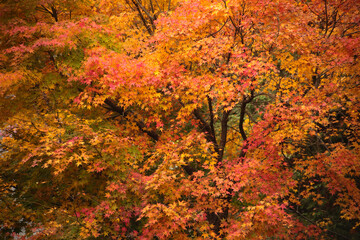 秋の彩り紅葉するモミジの葉