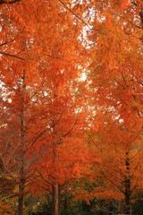 秋の彩り黄葉するメタセコイア