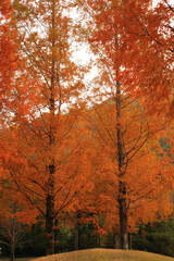 秋の彩り黄葉するメタセコイア
