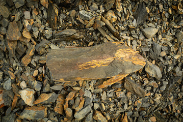 Gray and brown  sandy silstone sample. Rock hand specimen.