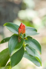 Obraz na płótnie Canvas red Zingiber zerumbet flower in nature garden