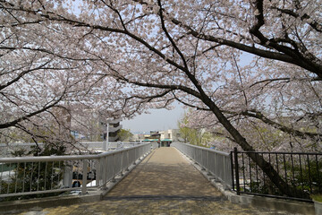千里ニュータウン桃山台（大阪府吹田市）の「しいのき橋」の桜