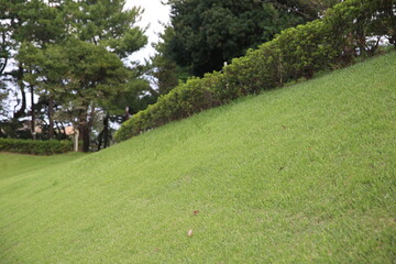 緑の芝生