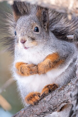 Obraz premium The squirrel with nut sits on a fir branches in the winter or autumn.