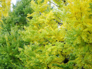 紅葉のイチョウ並木