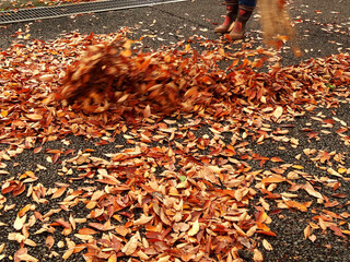 公園に落ちた枯葉の掃除