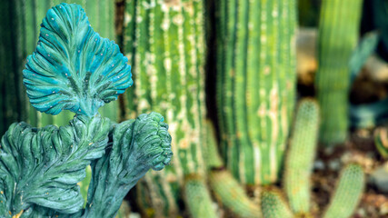 CACTUS IN SUMMER WITH RICH BLUE AND GREEN COLORS