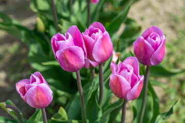 Beautiful Tulips in Skagit Valley, Washington-USA	