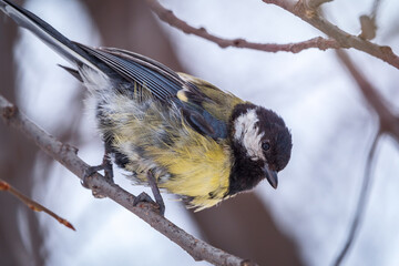 Cute bird Great tit, songbird sitting on a branch without leaves in the autumn or winter.