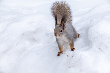 The squirrel sits on white snow.