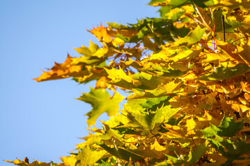Maple branches with green and yellow leaves in autumn, in the light of sunset.