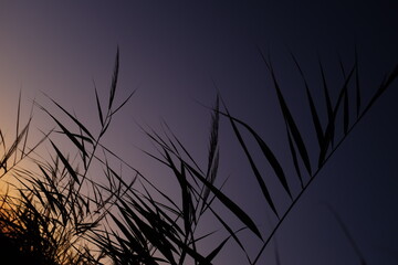 grass silhouette at sunset