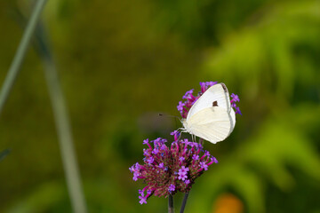Close-up of a cabbage butterfly sitting and feeding on a blooming vervain (verbena officialis)