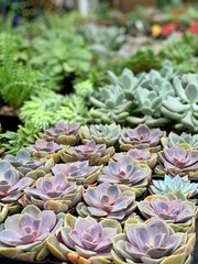 Succulents