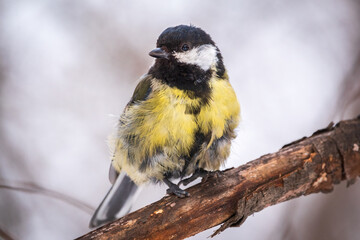 Obraz na płótnie Canvas Tit with a damaged paw. Cute bird Great tit, songbird sitting on a branch without leaves in the autumn or winter.
