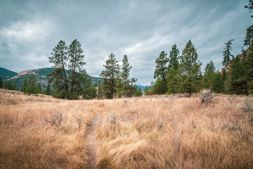 View of hiking trail through grassland and ponderosa pine tree forest in autumn