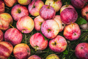 Freshly harvested apples on the lawn. Selective focus. Shallow depth of field.